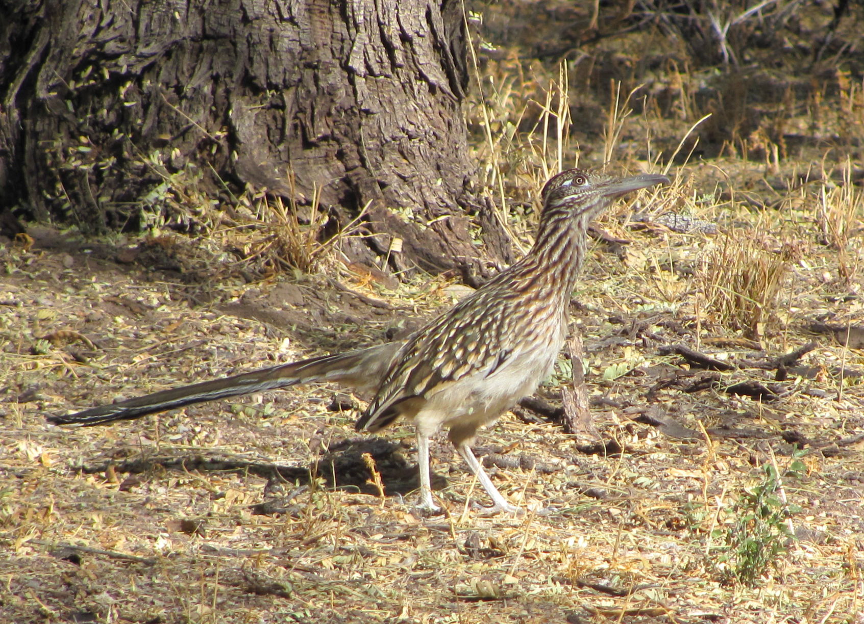Roadrunner